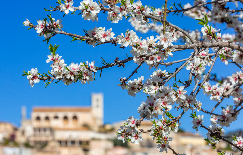 Neckermann baut Mandelblüten-Klassiker auf Mallorca aus