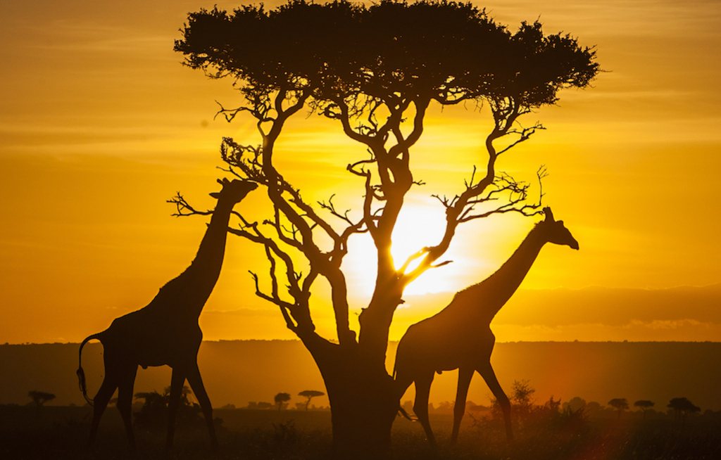 Magical Kenya Travel Specialist Programm