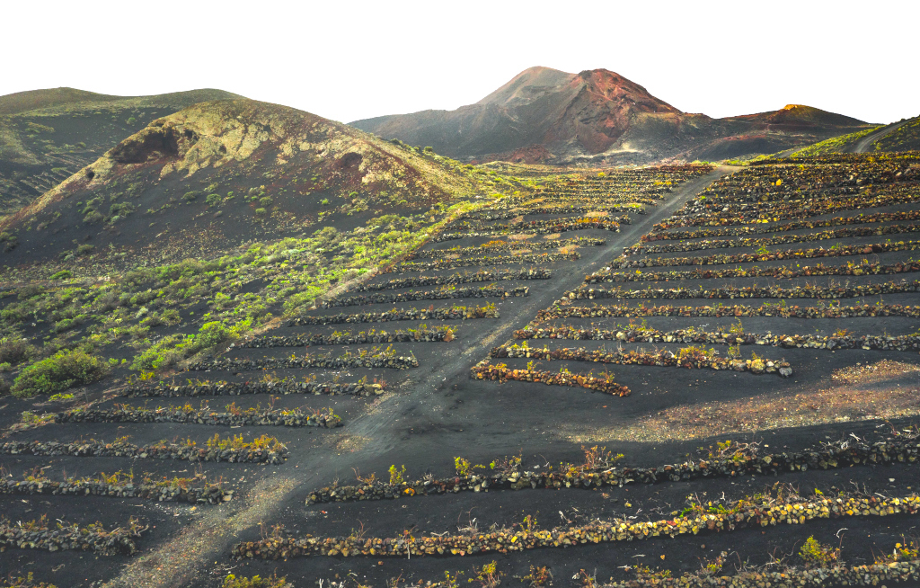 La Palma entwickelt Weintourismus aus Lava und Tradition