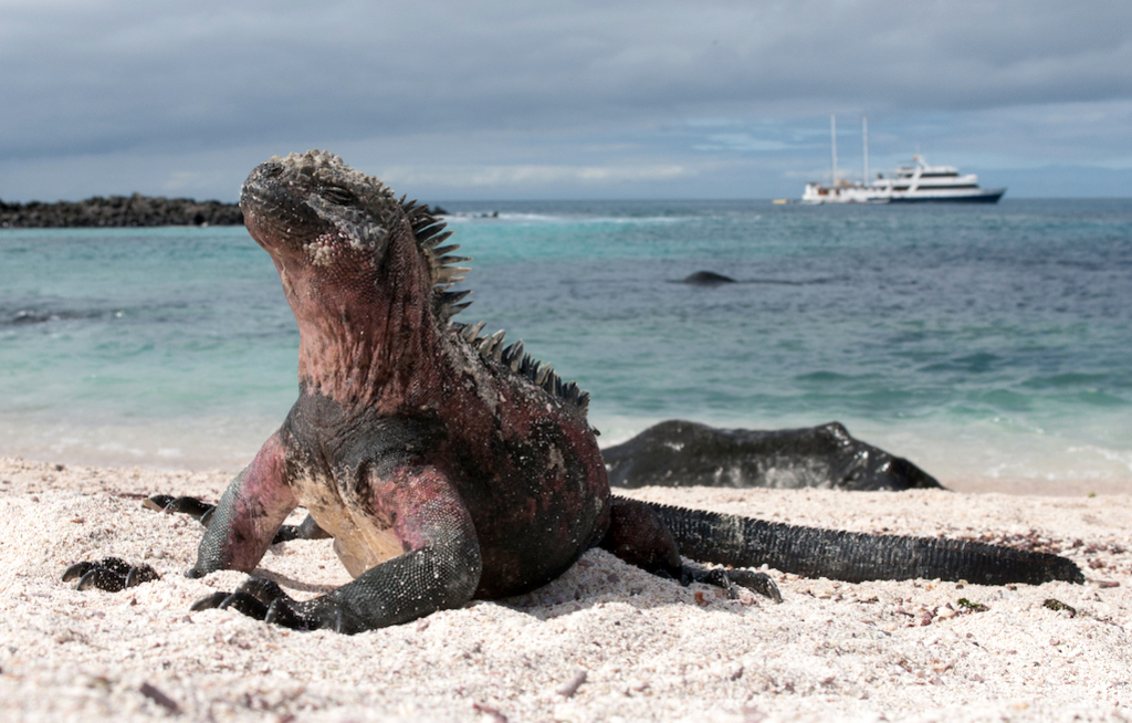Galapagos-Inseln melden Besucherrückgang in 2024