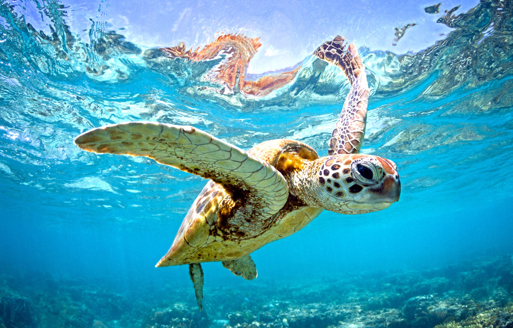 Galapagos Pro bringt Reisende mit Forschern zusammen