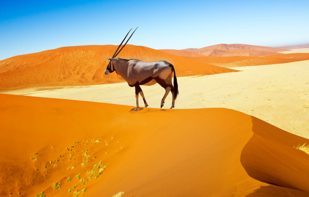 Gebeco lockt mit Preisvorteilen im südlichen Afrika