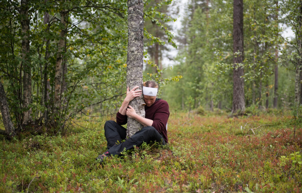 Warum die Finnen einfach anders sind – und ihre Bäume erst recht