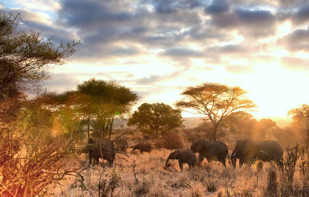 Diamir und ASA schicken Expedienten auf Afrika-Abenteuer