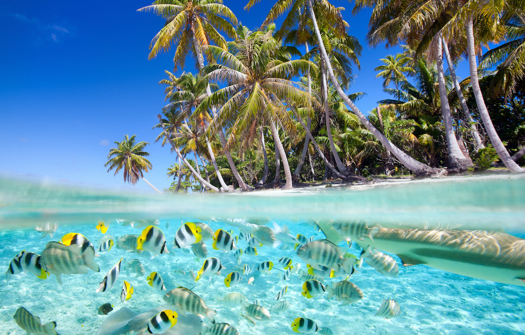 Tahiti Tourisme schult Expedienten online