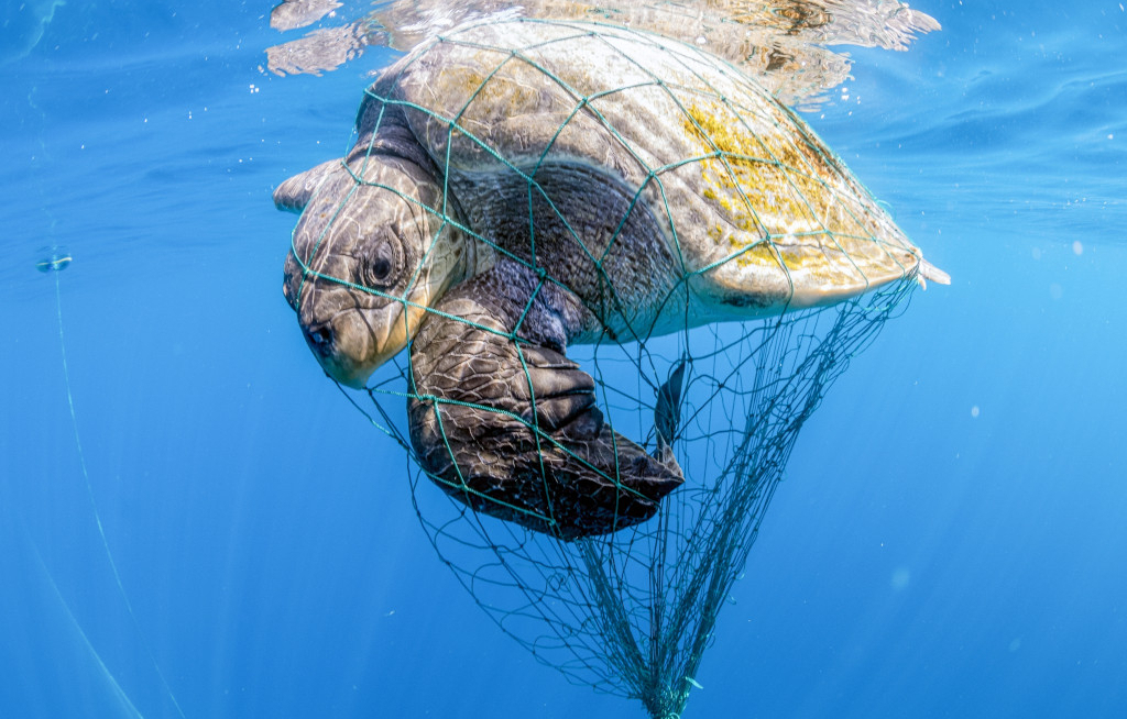 Schauinsland investiert in Meeresschutz mit WWF-Spende