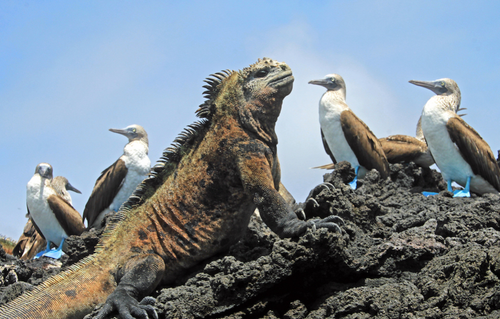 Hurtigruten nimmt Galapagos ins Programm