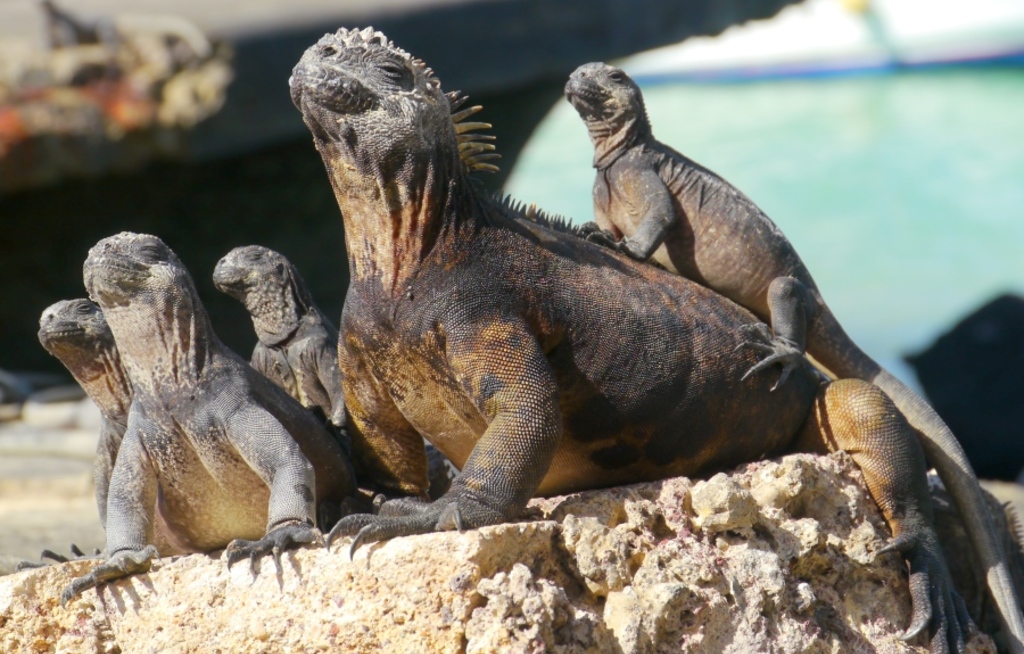 Webinare zu Peru & Galapagos