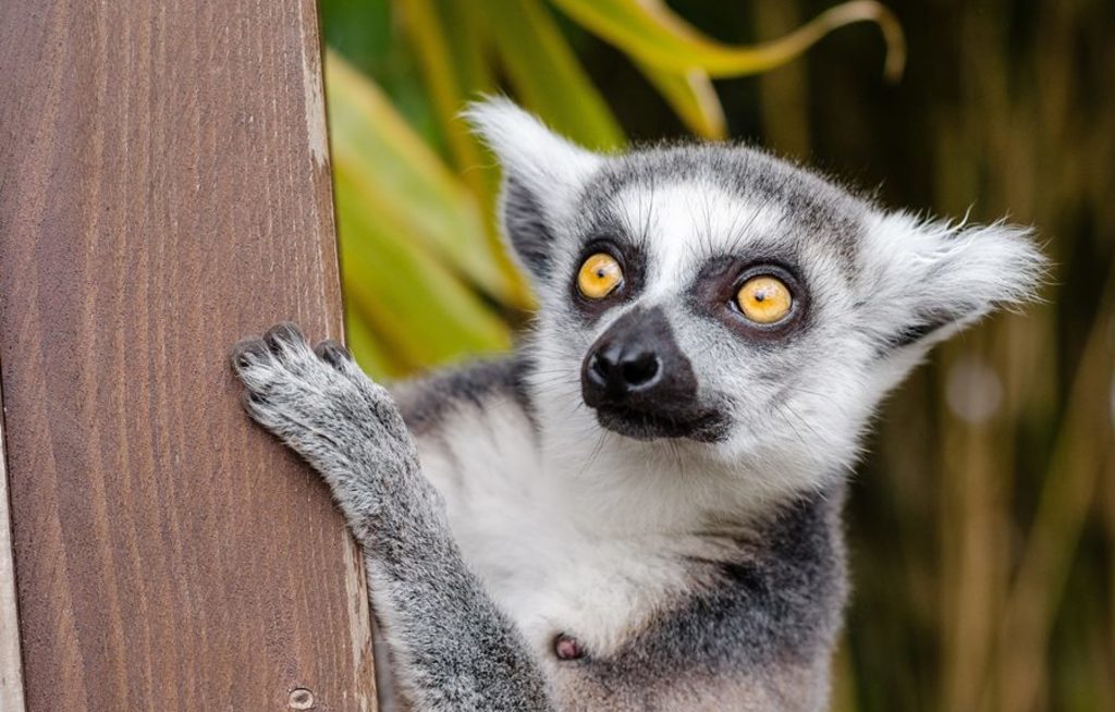 Deutschsprachiges E-Learning zu Madagaskar