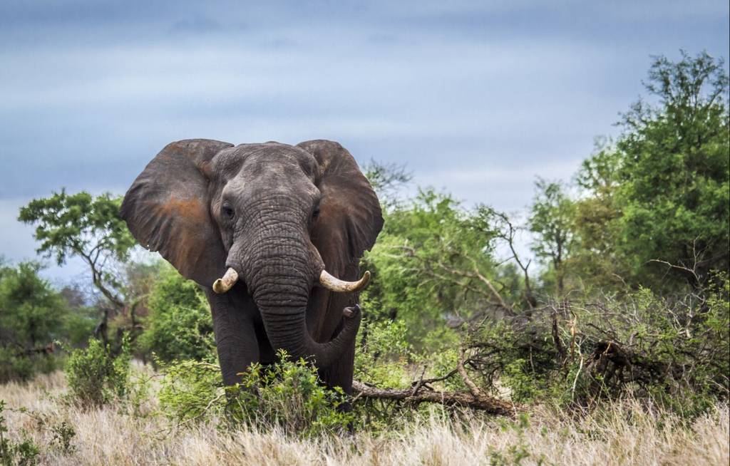 SKR Reisen erweitert Afrika-Portfolio