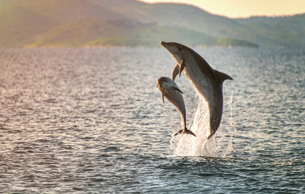 Urlauber können Delfin-Sichtungen in Kroatien per App melden