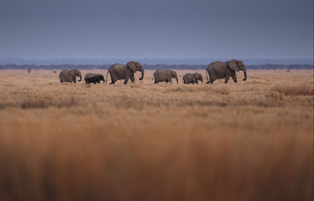 Die besten Jahreszeiten für Safari-Abenteuer