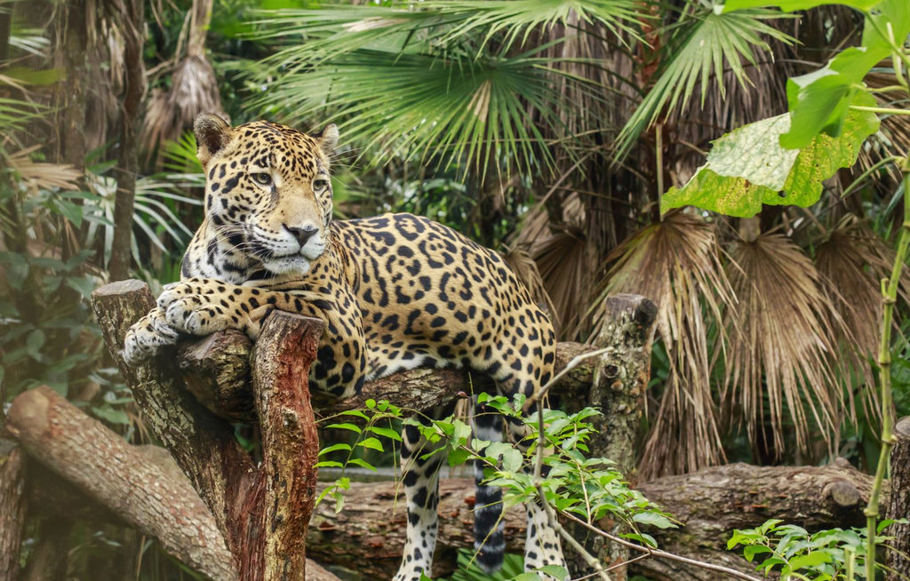 Belize wird Sponsor der Global Responsible Tourism Awards 2026