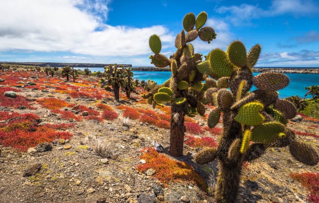 Galapagos Pro schult Counter-Profis zu Südamerika-Zielen