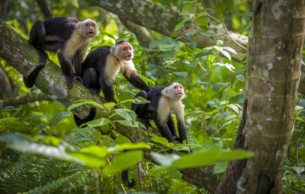 SunTrips erweitert Costa-Rica-Programm