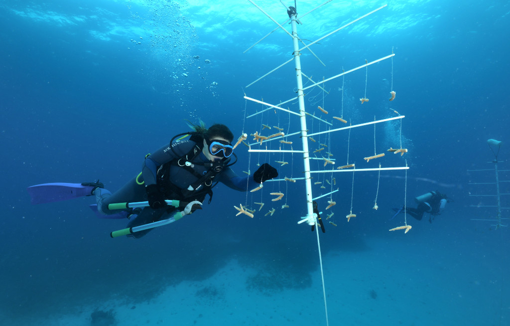 MSC Foundation baut Korallenprojekt auf Bahamas aus