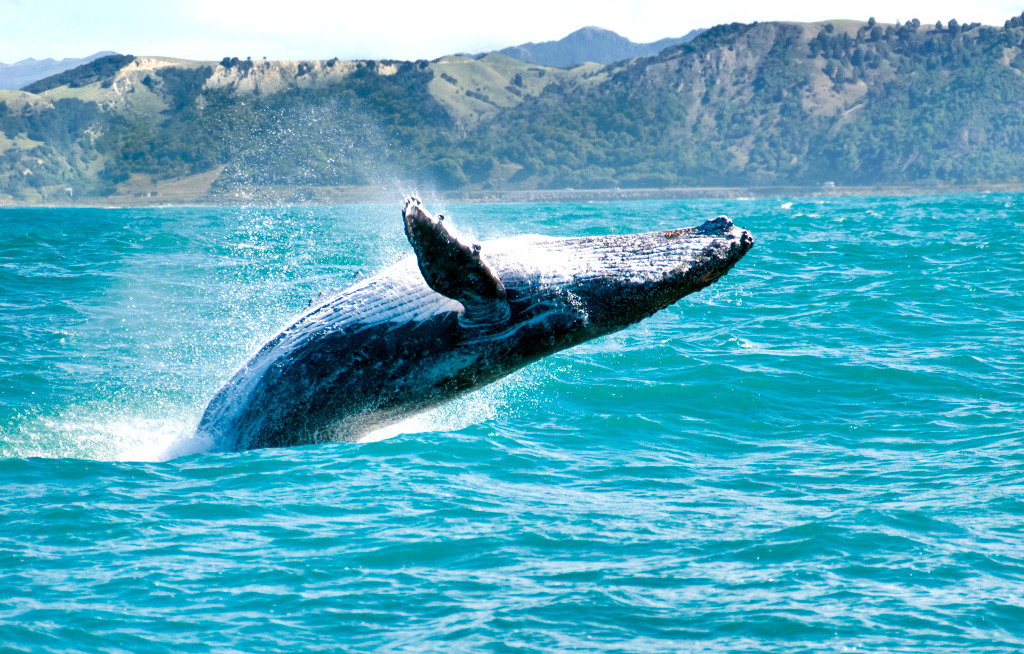 Hawaii begrüßt die Buckelwale – die besten Spots für Whale Watching