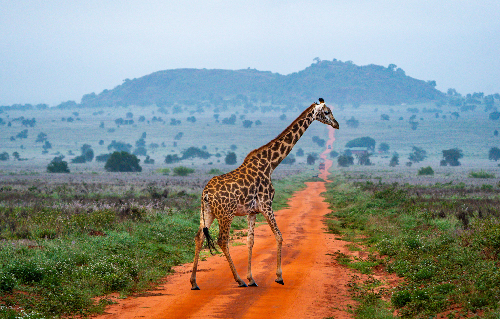 Gebeco bringt Kleingruppen von der Masai Mara ans Meer