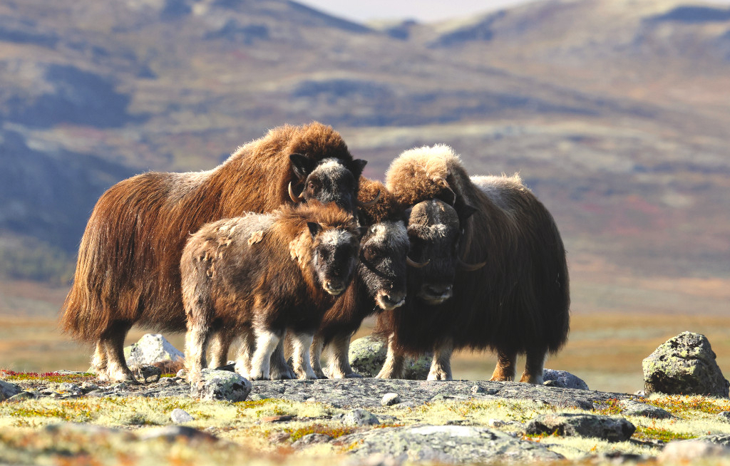 Wikinger erweitert Norwegen-Portfolio um drei Wanderreisen