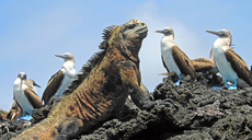 Celebrity nimmt Galapagos-Reisen wieder auf