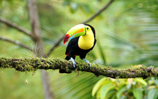 Mehr Reisen und Niederlassung in Costa Rica