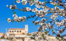 Neckermann baut Mandelblüten-Klassiker auf Mallorca aus