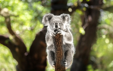 Neues Volunteer-Programm in Queensland