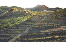 La Palma entwickelt Weintourismus aus Lava und Tradition