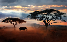 Safari mit Abstand
