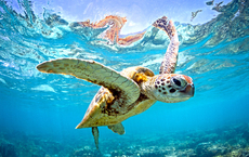 Galapagos Pro bringt Reisende mit Forschern zusammen