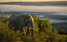 Kerzner-Marken schnüren City-Safari-Paket in Südafrika