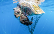 Schauinsland investiert in Meeresschutz mit WWF-Spende