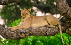 ASA legt Vertriebs-Events für Luxusreisen nach Afrika auf