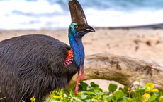 Cassowary Coast ernennt neue Trade-Vertretung für DACH-Märkte