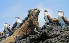 Hurtigruten nimmt Galapagos ins Programm