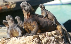 Webinare zu Peru & Galapagos