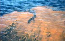 "Red Tide" erreicht Floridas Ostküste