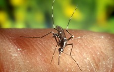 Zika-Virus auf dem Vormarsch