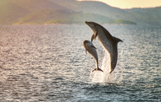 Urlauber können Delfin-Sichtungen in Kroatien per App melden