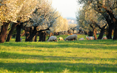 Mit Schauinsland zur Mandelblüte nach Mallorca