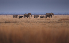 Die besten Jahreszeiten für Safari-Abenteuer