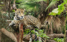 Belize wird Sponsor der Global Responsible Tourism Awards 2026
