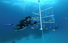 MSC Foundation baut Korallenprojekt auf Bahamas aus