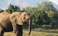 Karawane kombiniert drei Nationalparks auf neuer Sambia-Safari