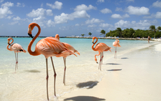 Aruba zählt zu den Top-Destinationen der Karibik