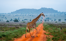 Gebeco bringt Kleingruppen von der Masai Mara ans Meer