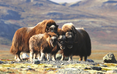 Wikinger erweitert Norwegen-Portfolio um drei Wanderreisen
